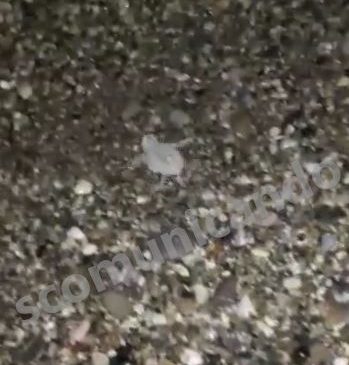 CUCCIOLI – QUELLI DI UNA “CARETTA CARETTA” SULLA SPIAGGIA DI BROLO